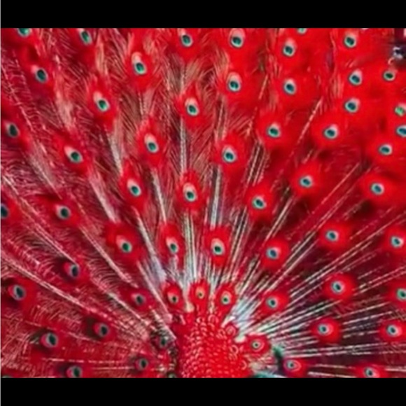 Meet your Posher, GRACE JADE - Picture 3 of 4